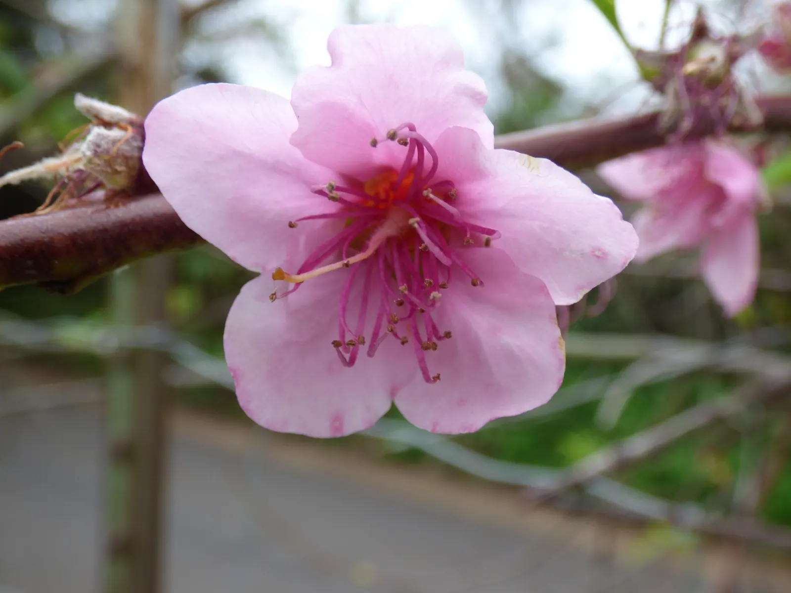 Edible Peach (Prunus Persica) — Peaches demand diligent care; pink flowers in the garden, image 73