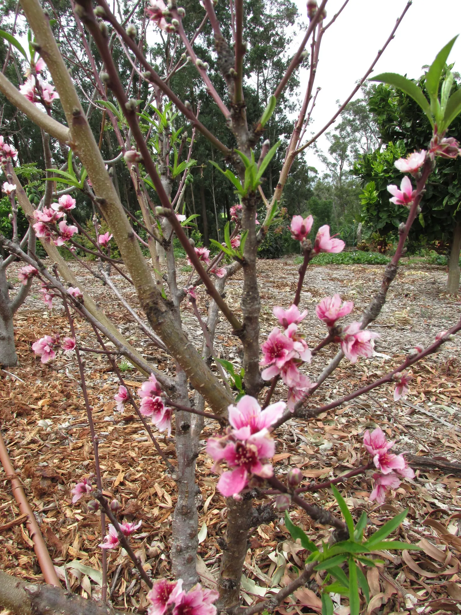 Edible Peach (Prunus Persica) — commonly known as the Edible Peach; the peach tree boasts an array of pink to white flowers, image 76