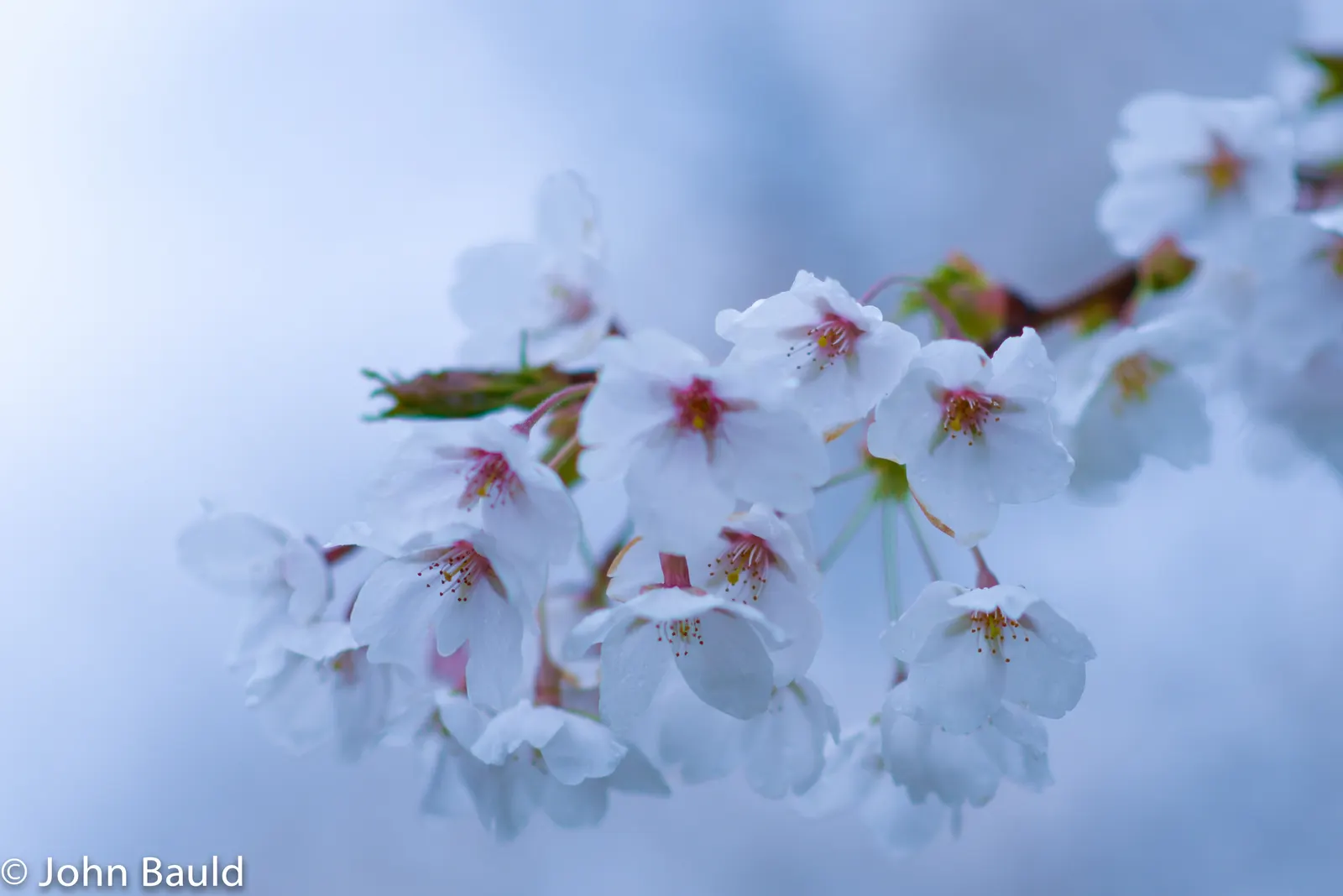 Edible Peach (Prunus Persica) — but typically 1 inch of water per week is recommended; it thrives in full sun and well-drained soil within USDA, image 132
