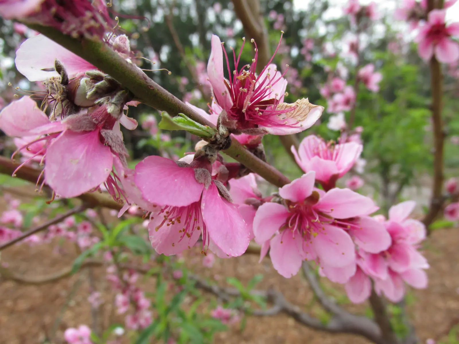 Edible Peach (Prunus Persica) — and sweet flavor.<br><br>To ensure a bountiful harvest