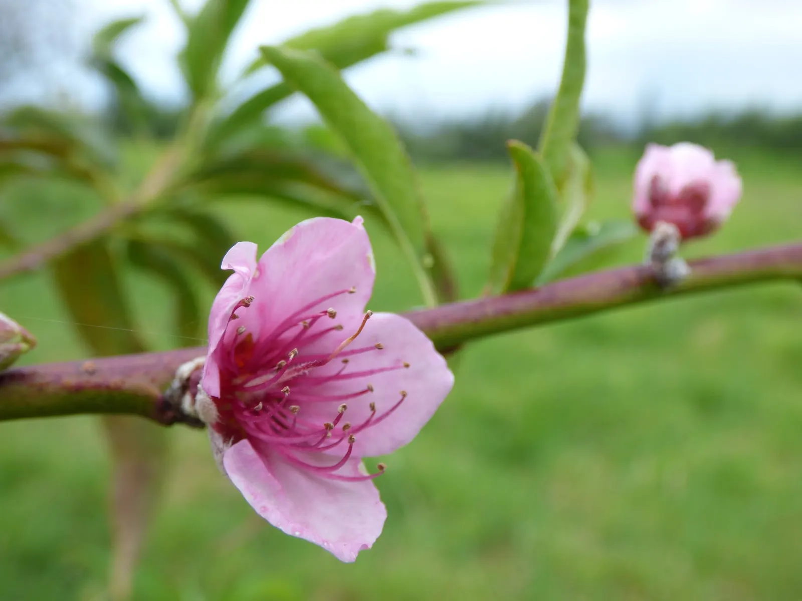 Edible Peach (Prunus Persica) — including regular pruning and pest management; peaches demand diligent care, image 74