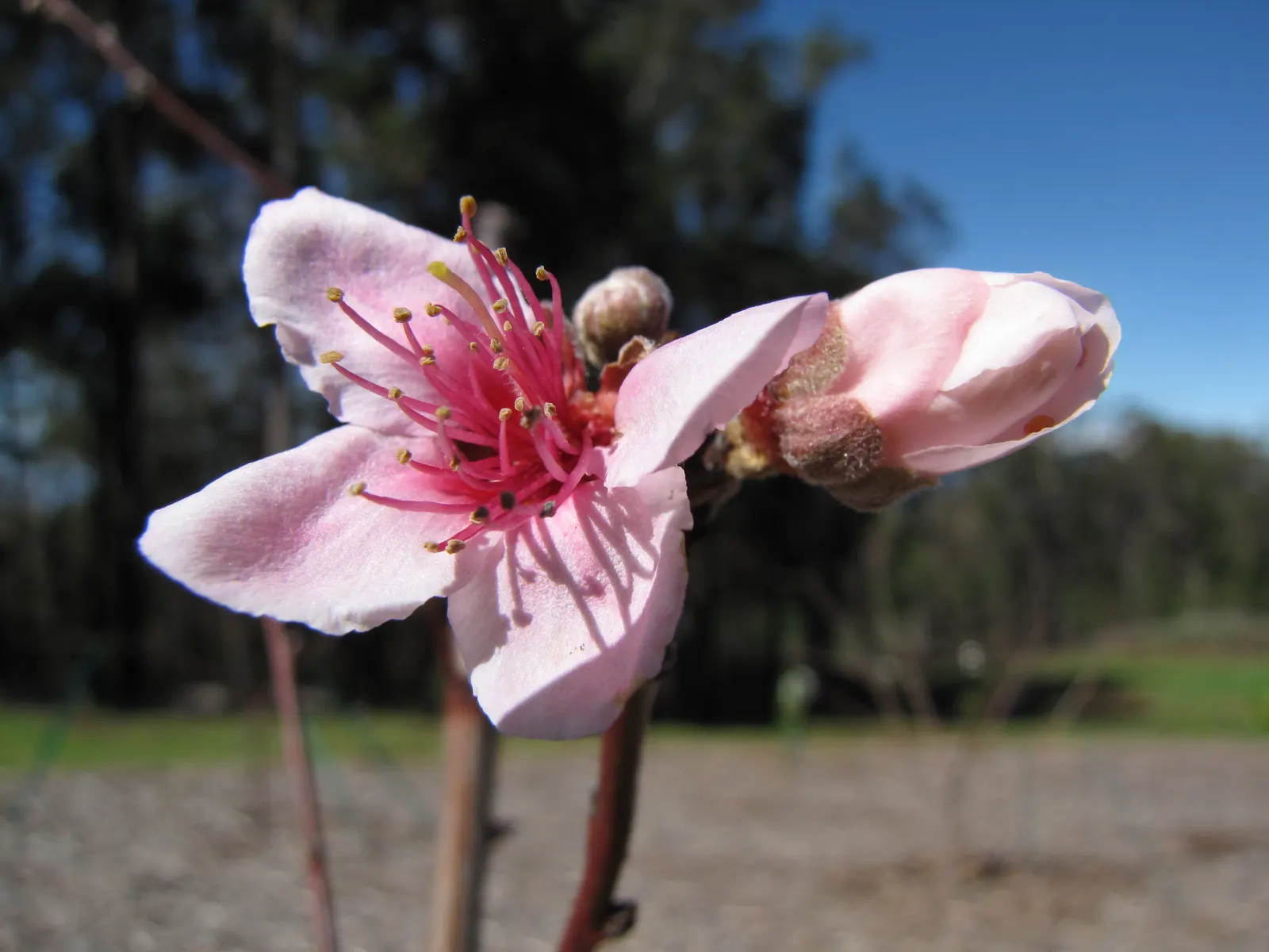 Edible Peach (Prunus Persica) — depending on the cultivar; which reach maturity in late summer to early fall