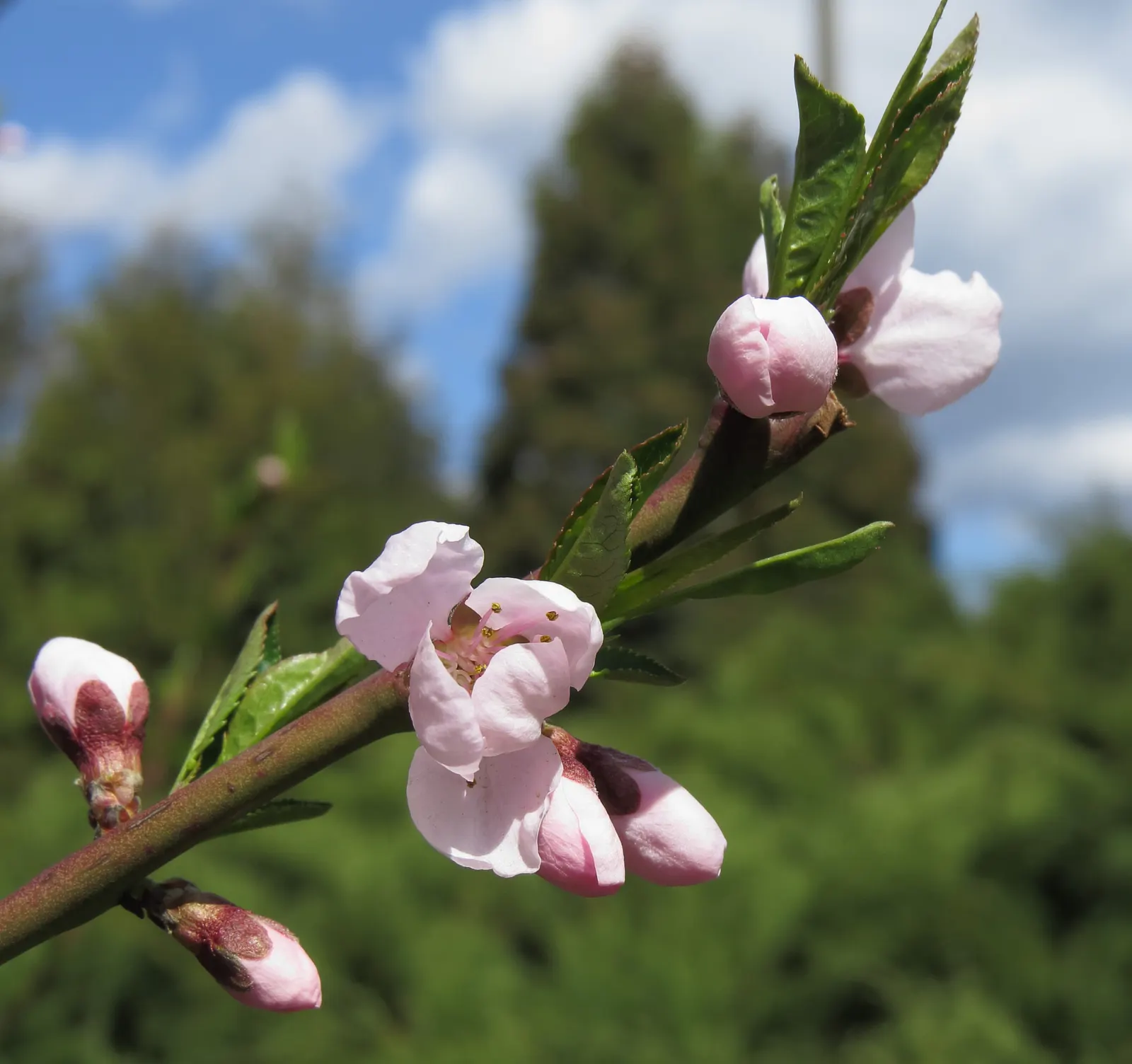 Edible Peach (Prunus Persica) — lush silhouette in the landscape.<br><br>The leaves of the peach tree are lanceolate; with lengths of 3 to 6 inches, image 114