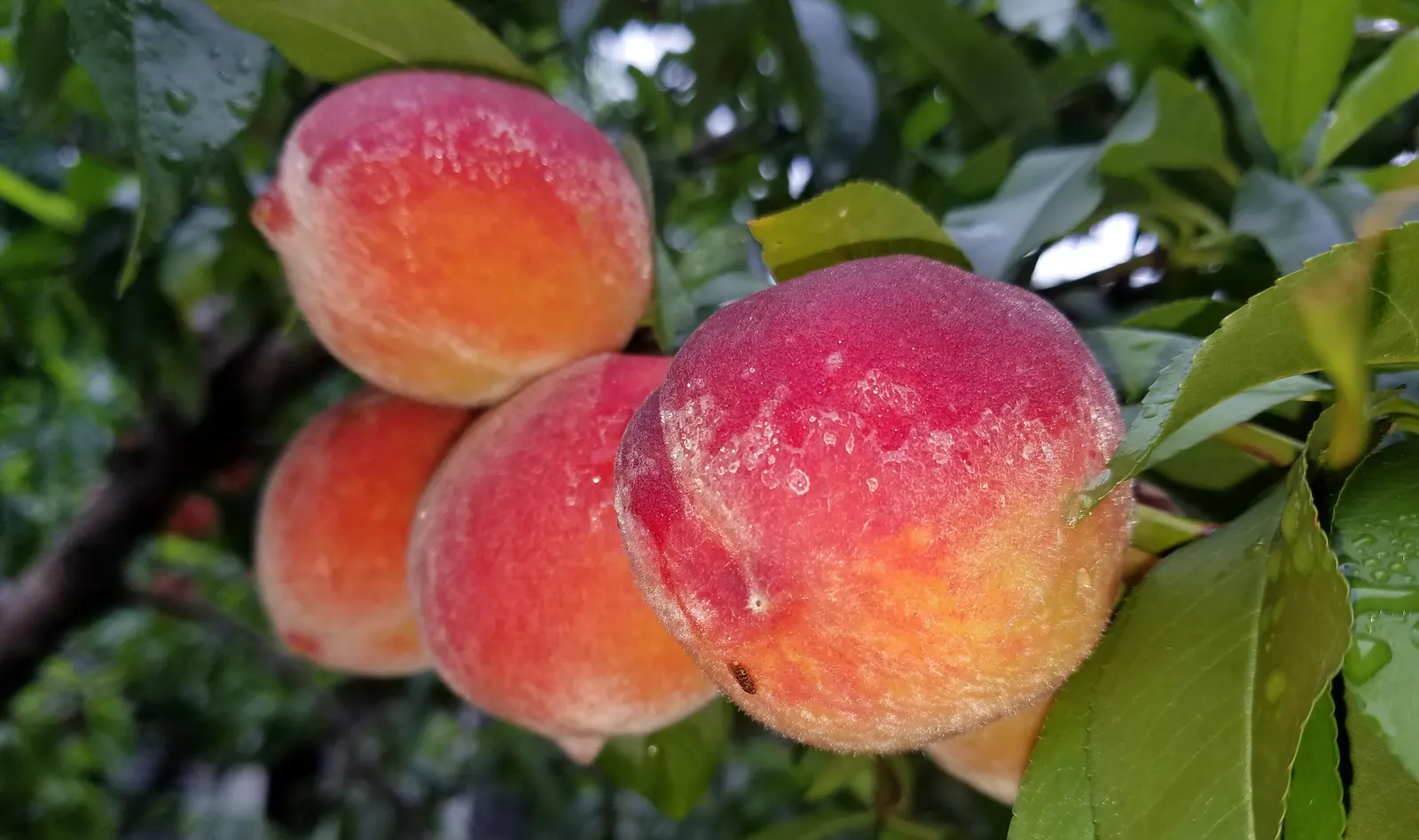 Edible Peach (Prunus Persica) — is a deciduous tree prized for its luscious fruits and early-spring blossoms