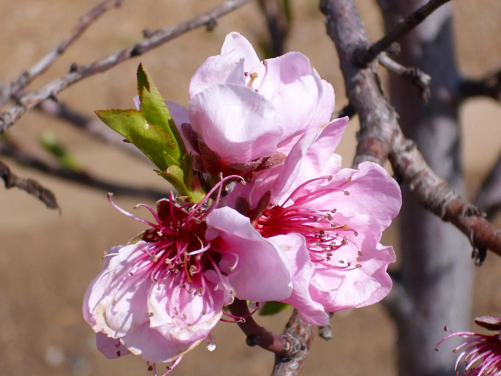 Edible Peach (Prunus Persica) — Peaches demand diligent care; pink flowers in the garden, image 107