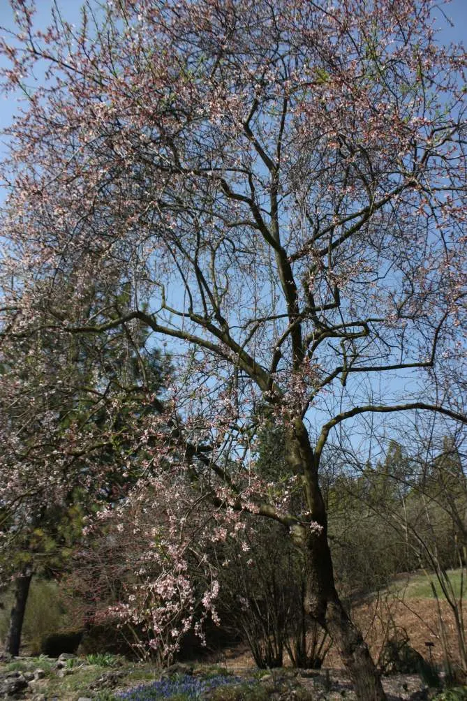 Edible Peach (Prunus Persica) — which reach maturity in late summer to early fall; the tree demands a sunny position, image 90