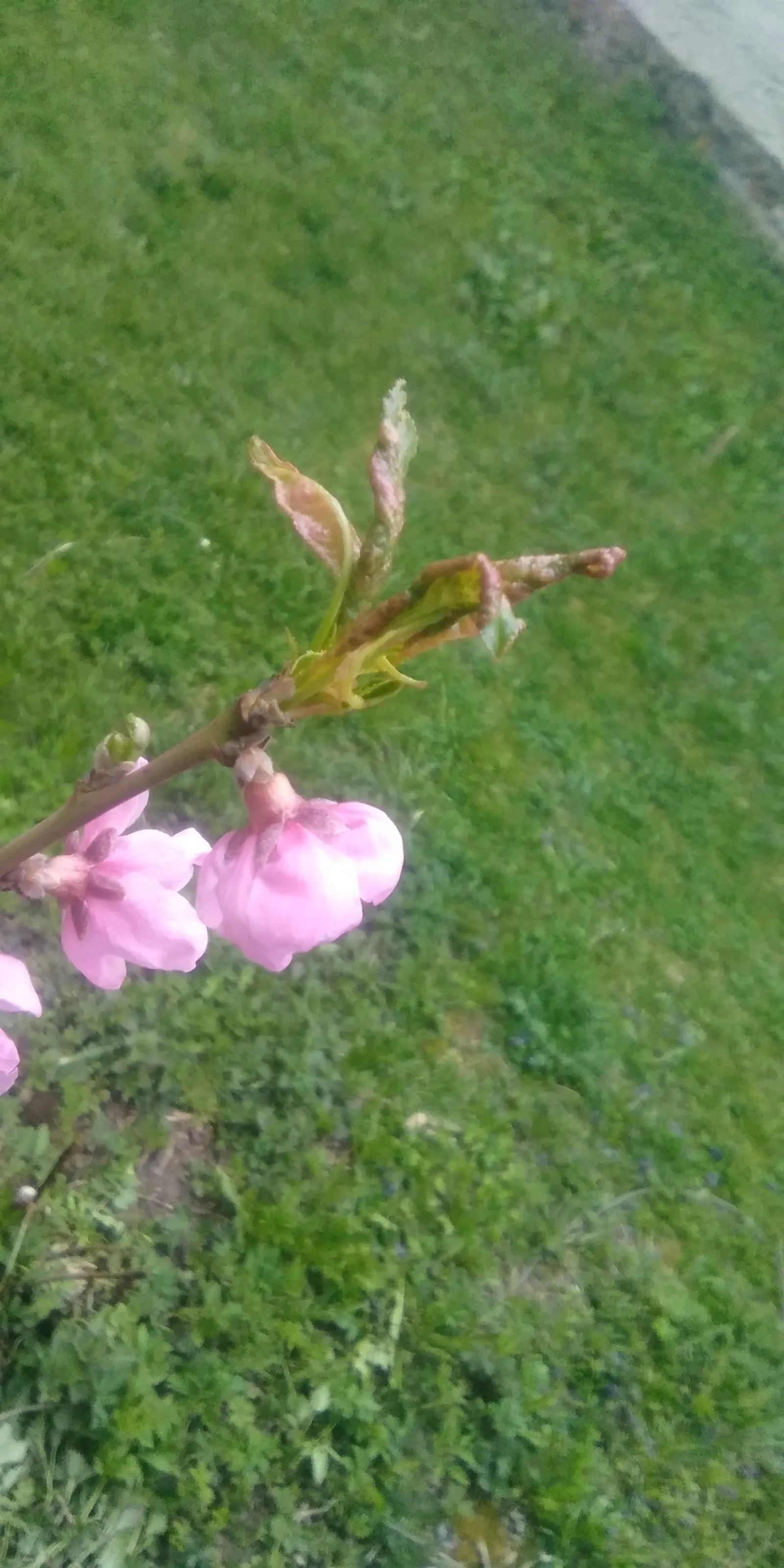 Edible Peach (Prunus Persica) — proper maintenance is required; is a deciduous tree prized for its luscious fruits and early-spring blossoms, image 94