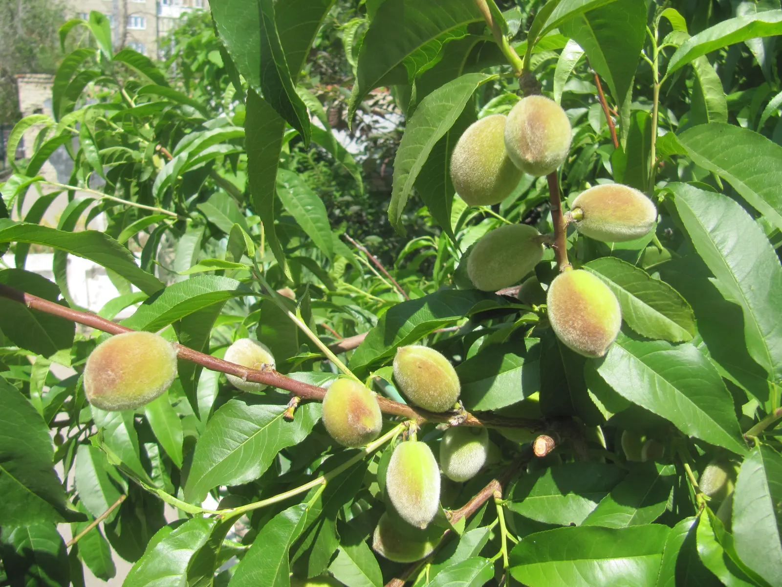 Edible Peach (Prunus Persica) — and sweet flavor.<br><br>To ensure a bountiful harvest; is a deciduous species famed for its delightful spring, image 93