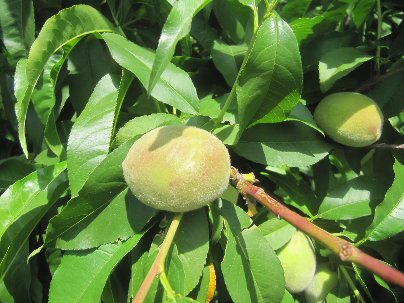 Edible Peach (Prunus Persica) — depending on the cultivar; which reach maturity in late summer to early fall, image 91