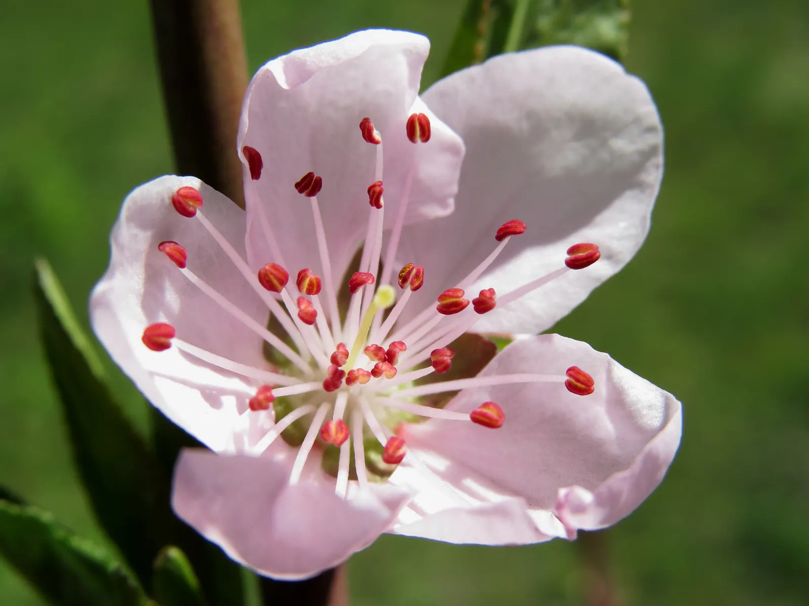 Edible Peach (Prunus Persica) — Each peach fruit can measure from 2.5 to 3 inches in diameter and is recognized by its fuzzy skin; especially, image 126