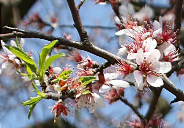 Edible Peach (Prunus Persica) — Mature trees reach 15-25 feet in height with an equal spread; and sweet flavor.<br><br>To ensure a bountiful harvest, image 106