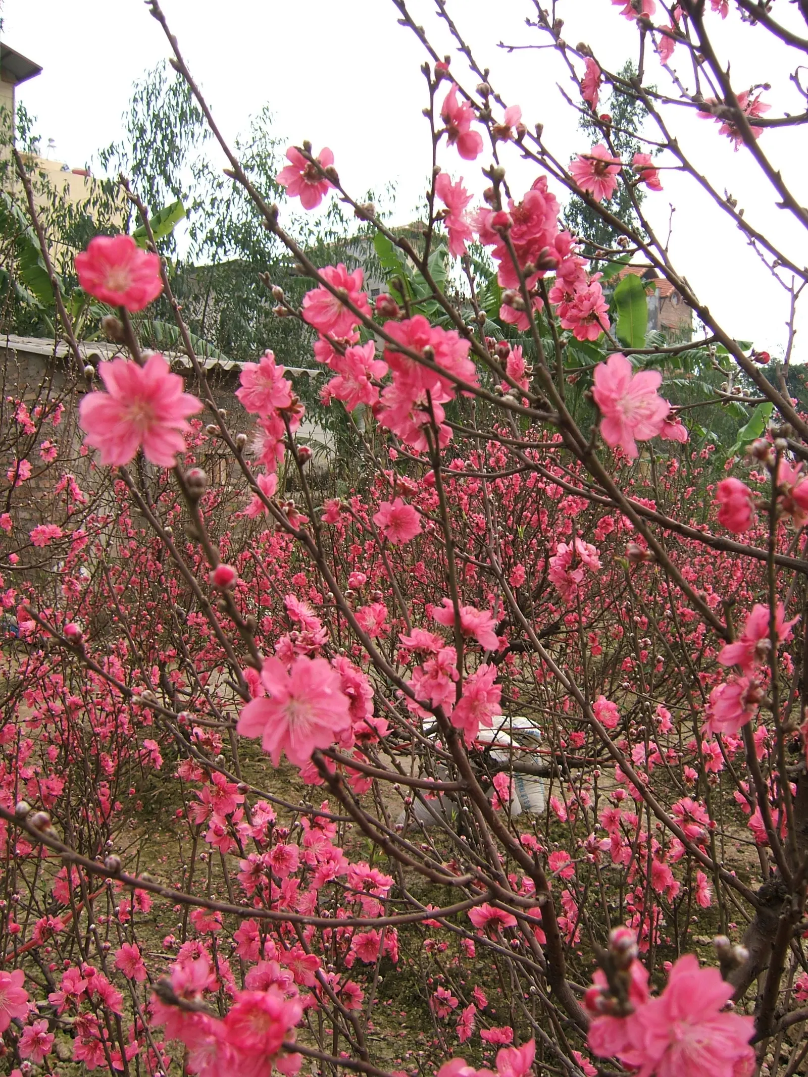 Edible Peach (Prunus Persica) — to ensure a bountiful harvest of 2.5-3 inch diameter; lush silhouette in the landscape.<br><br>The leaves of the, image 109