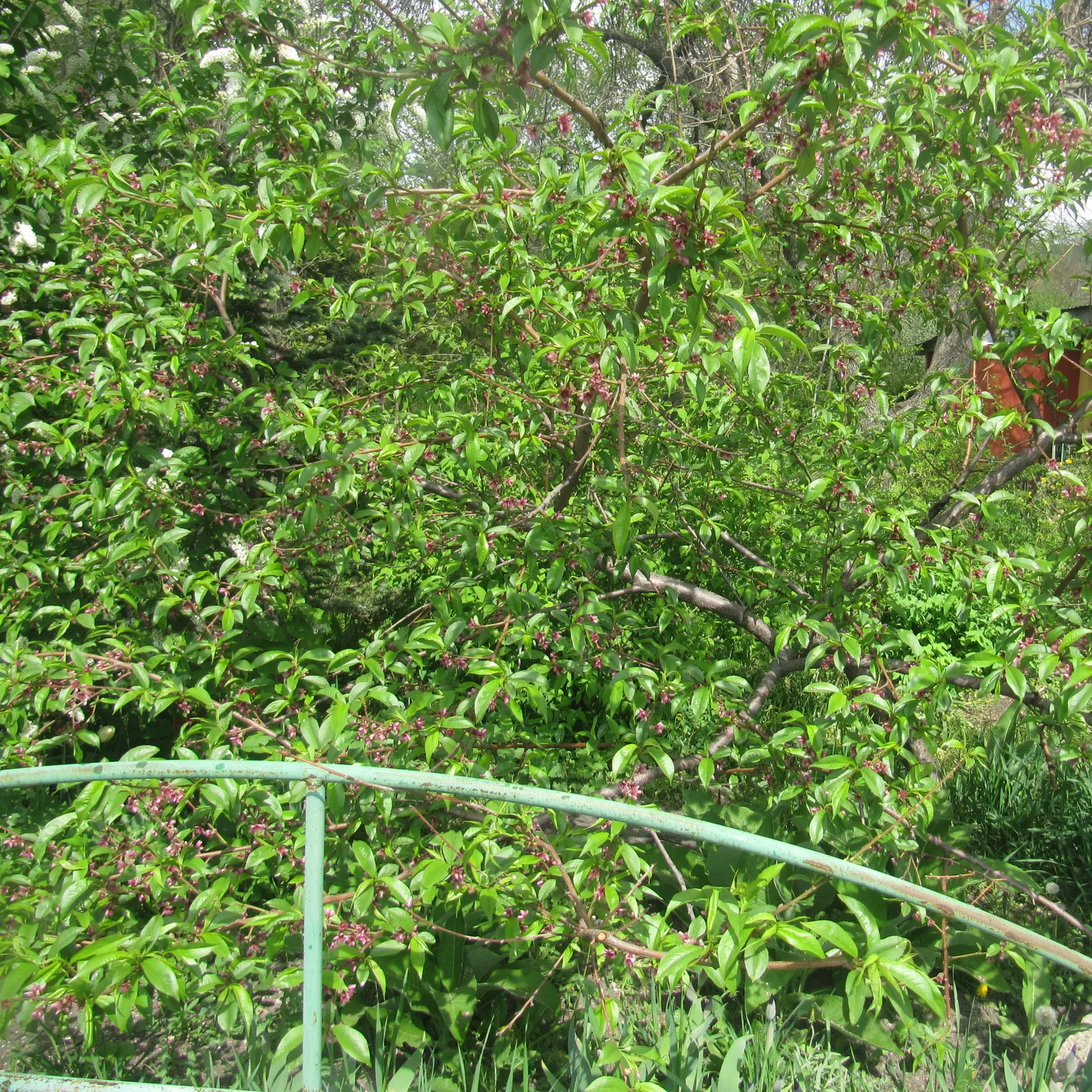 Edible Peach (Prunus Persica) — especially during fruit development; but typically 1 inch of water per week is recommended, image 97