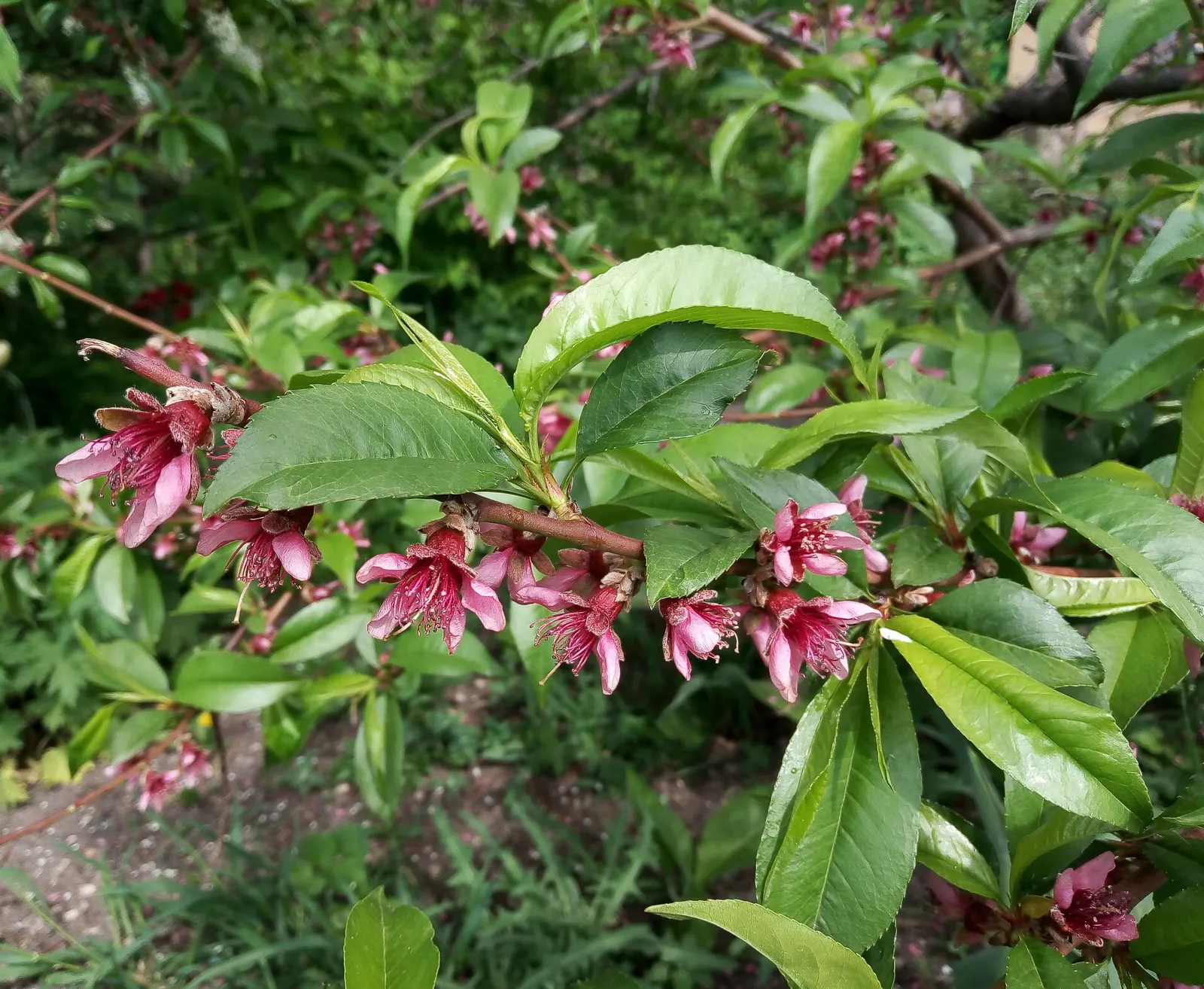 Edible Peach (Prunus Persica) — as well as regular watering; depending on the cultivar, image 96