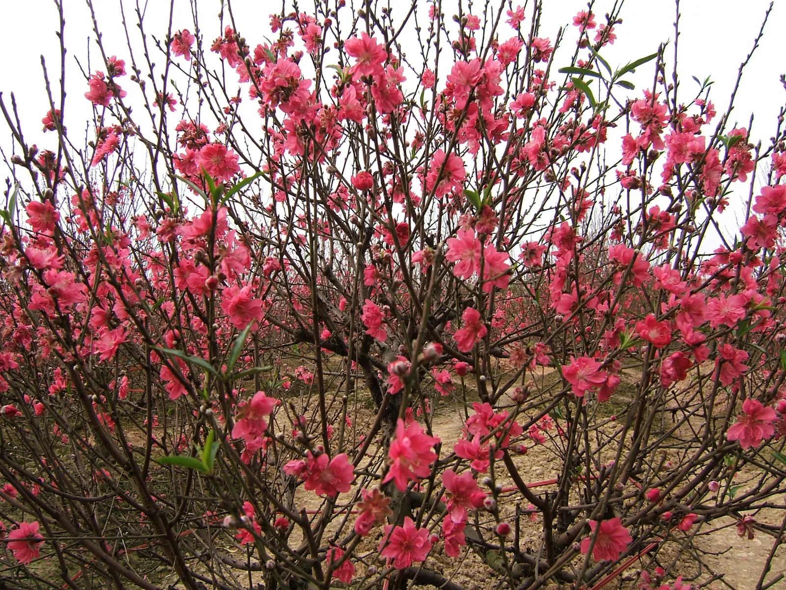 Edible Peach (Prunus Persica) — including regular pruning and pest management; peaches demand diligent care, image 108