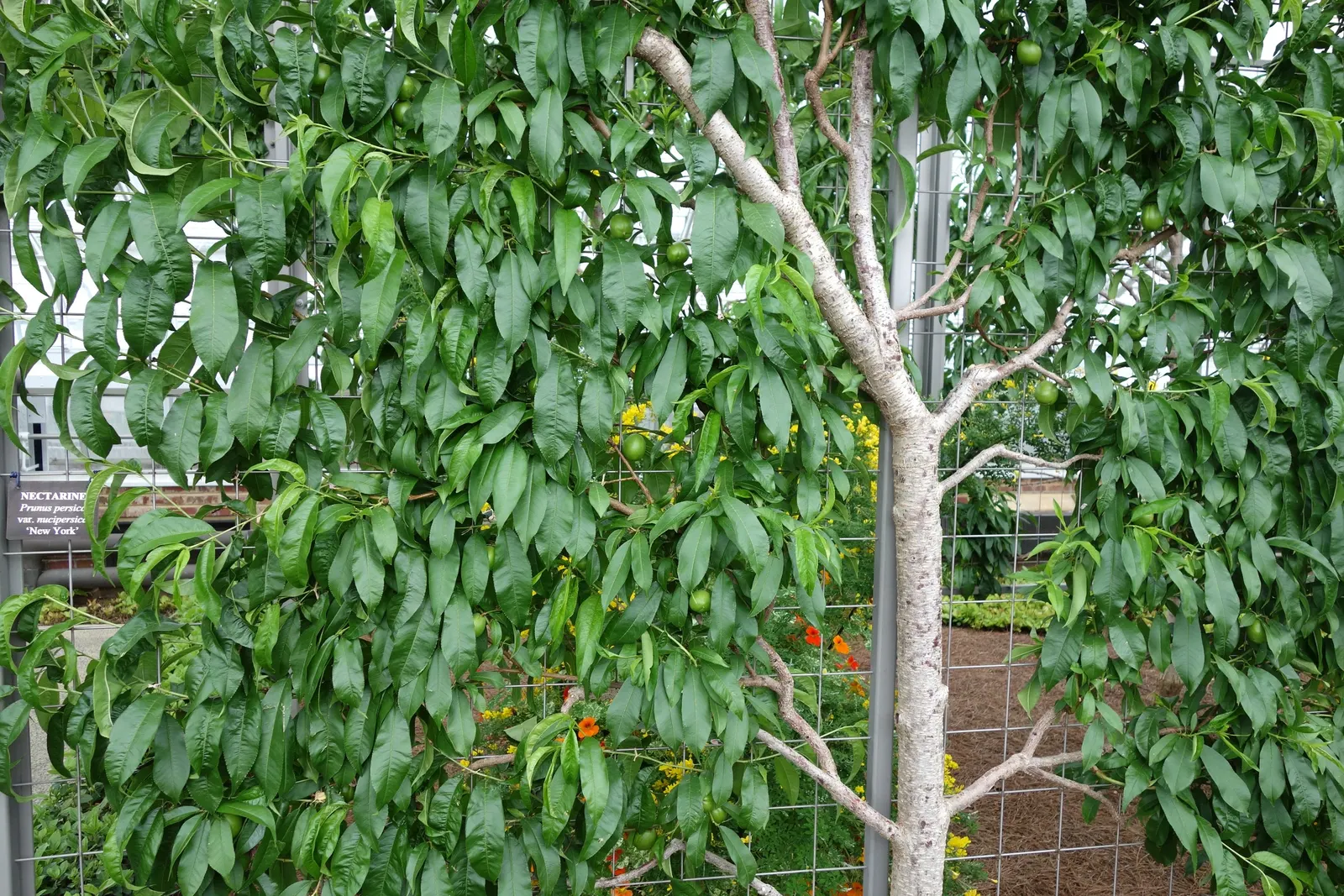 Edible Peach (Prunus Persica) — tree for full; appealing to both the aesthetic and practical desires of any homeowner or garden enthusiast, image 102