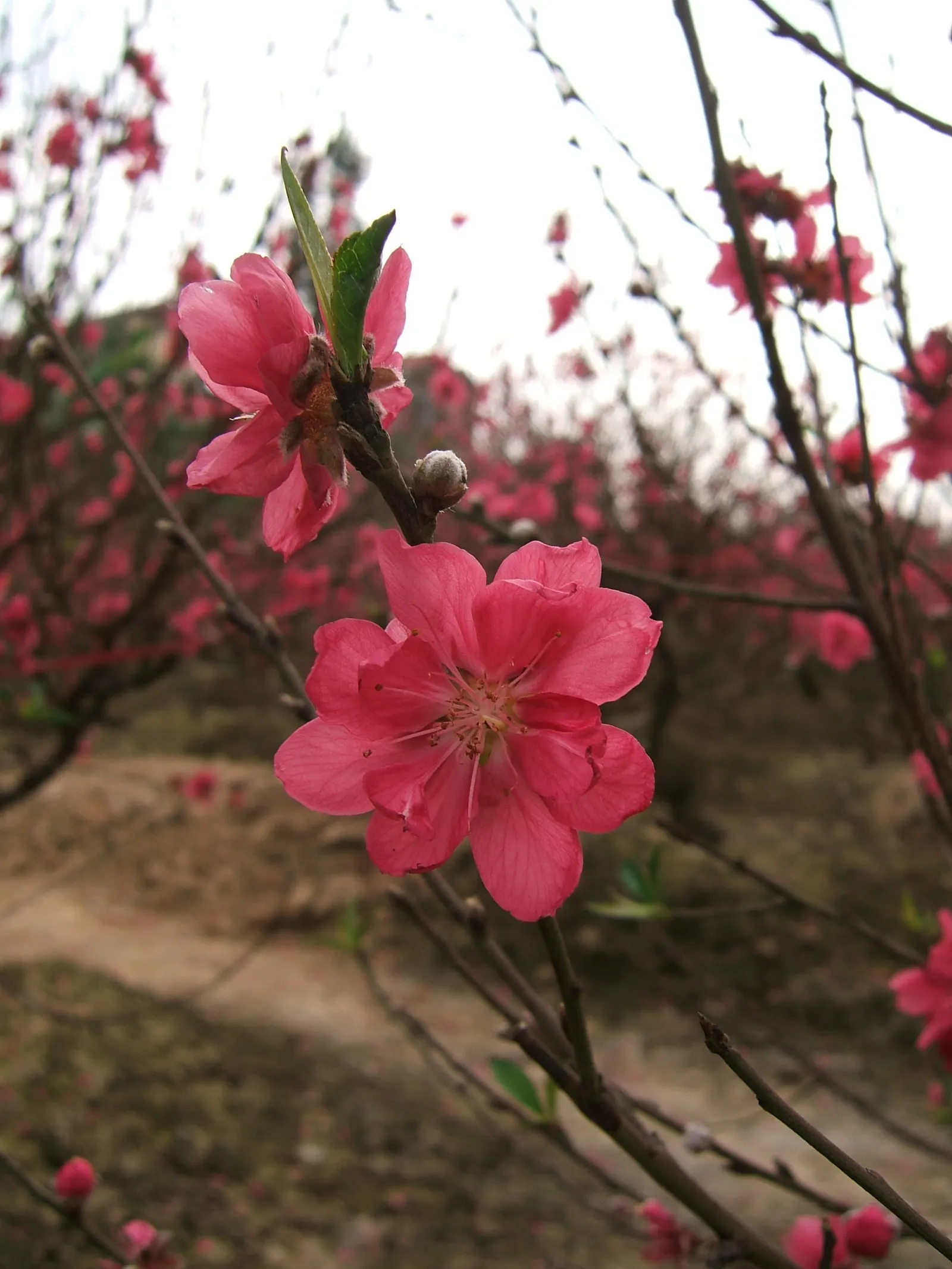 Edible Peach (Prunus Persica) — is a deciduous tree prized for its luscious fruits and early-spring blossoms; proper maintenance is required, image 111