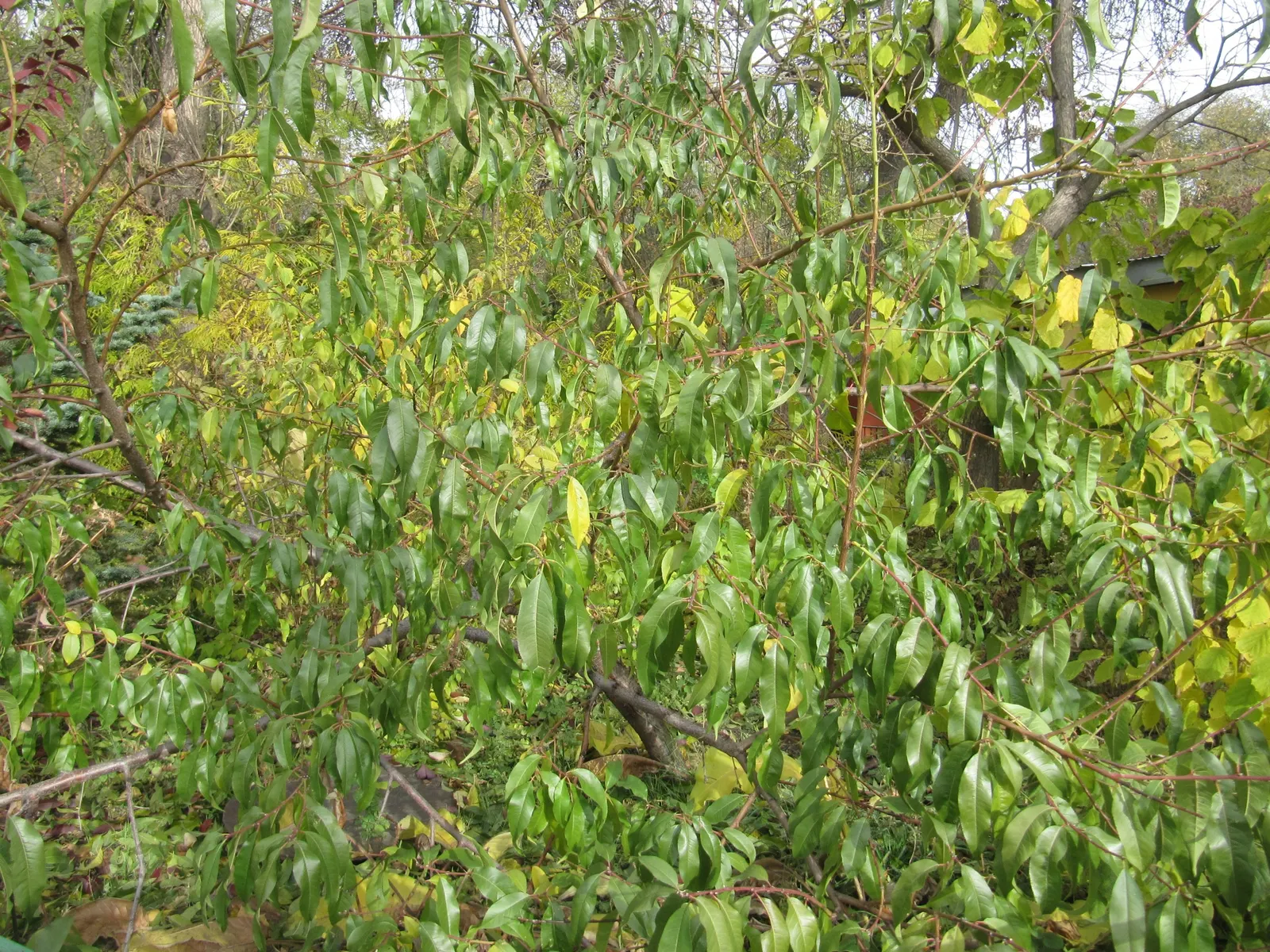 Edible Peach (Prunus Persica) — commonly known as the Peach Tree; mature trees reach 15-25 feet in height with an equal spread, image 103