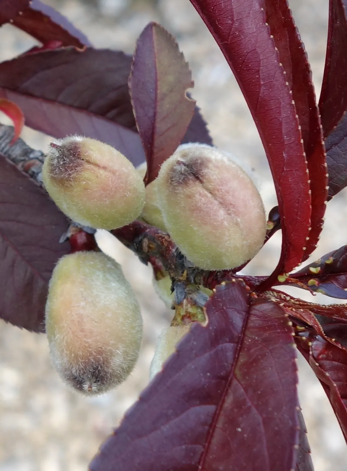 Edible Peach (Prunus Persica) — tree with pink blooms; each peach fruit can measure from 2.5 to 3 inches in diameter and is recognized by its fuzzy, image 101