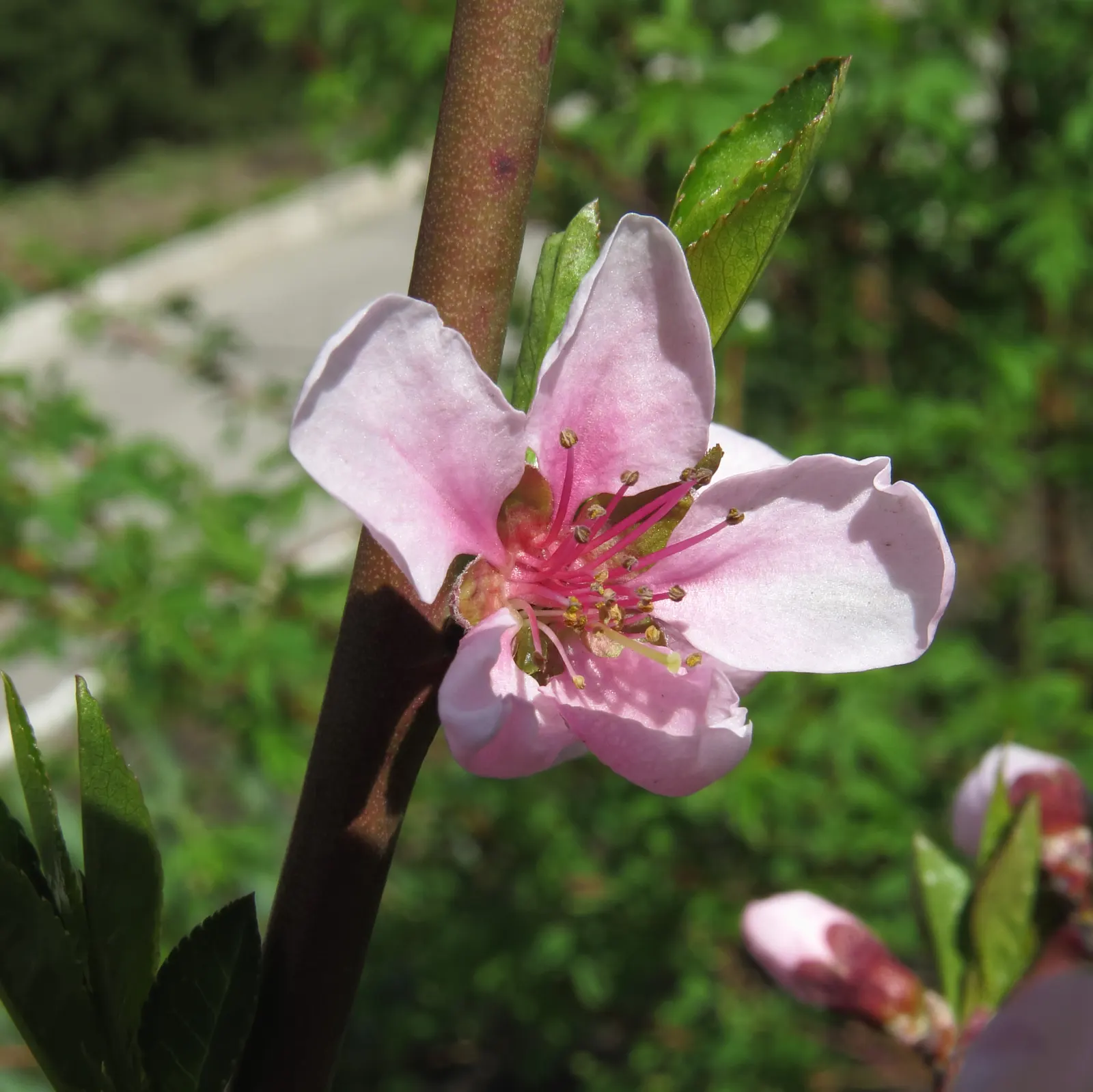 Edible Peach (Prunus Persica) — Native to China but widely cultivated in temperate zones; tree with pink blooms, image 112