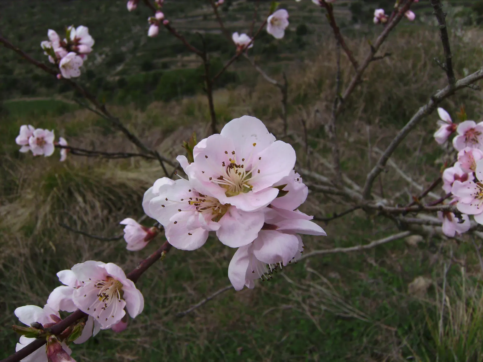 Edible Peach (Prunus Persica) — including annual pruning for shape; with at least six hours of direct sunlight to thrive and produce high-quality, image 95