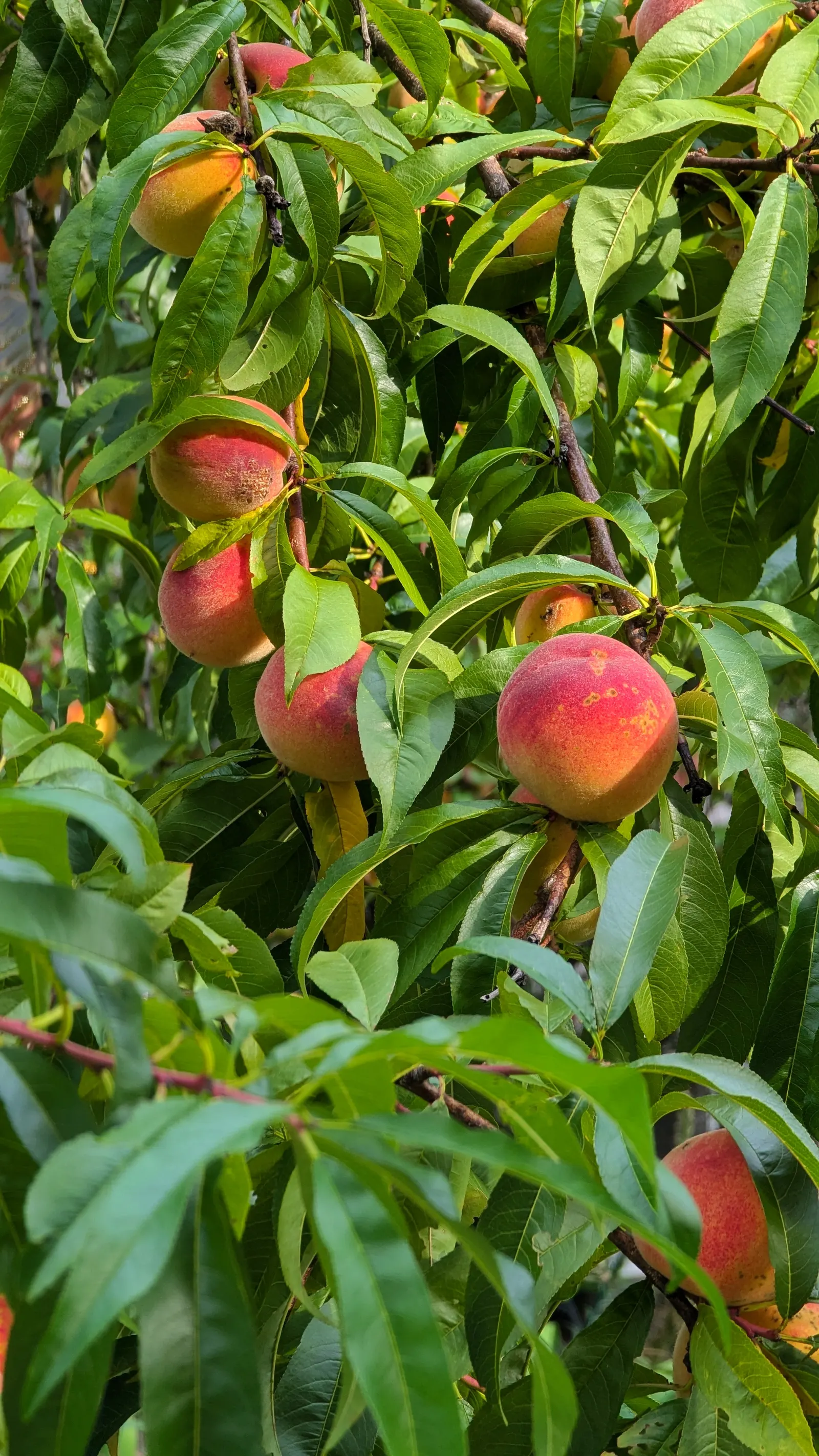 Edible Peach (Prunus Persica) — commonly known as the Peach Tree; mature trees reach 15-25 feet in height with an equal spread, image 137