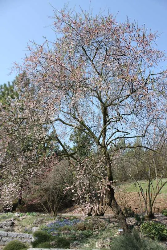 Edible Peach (Prunus Persica) — the peach tree boasts an array of pink to white flowers; as well as regular watering, image 87