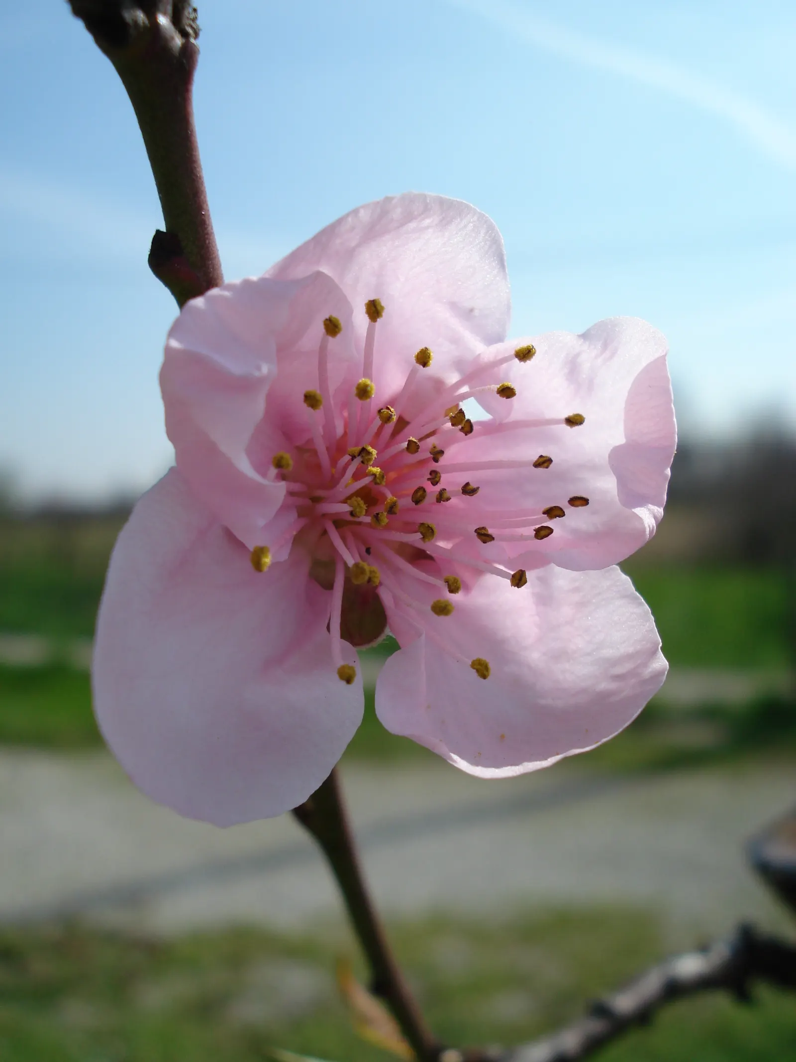Edible Peach (Prunus Persica) — These flowers are not only ornamental but also signal the subsequent growth of the delectable peaches; commonly, image 89