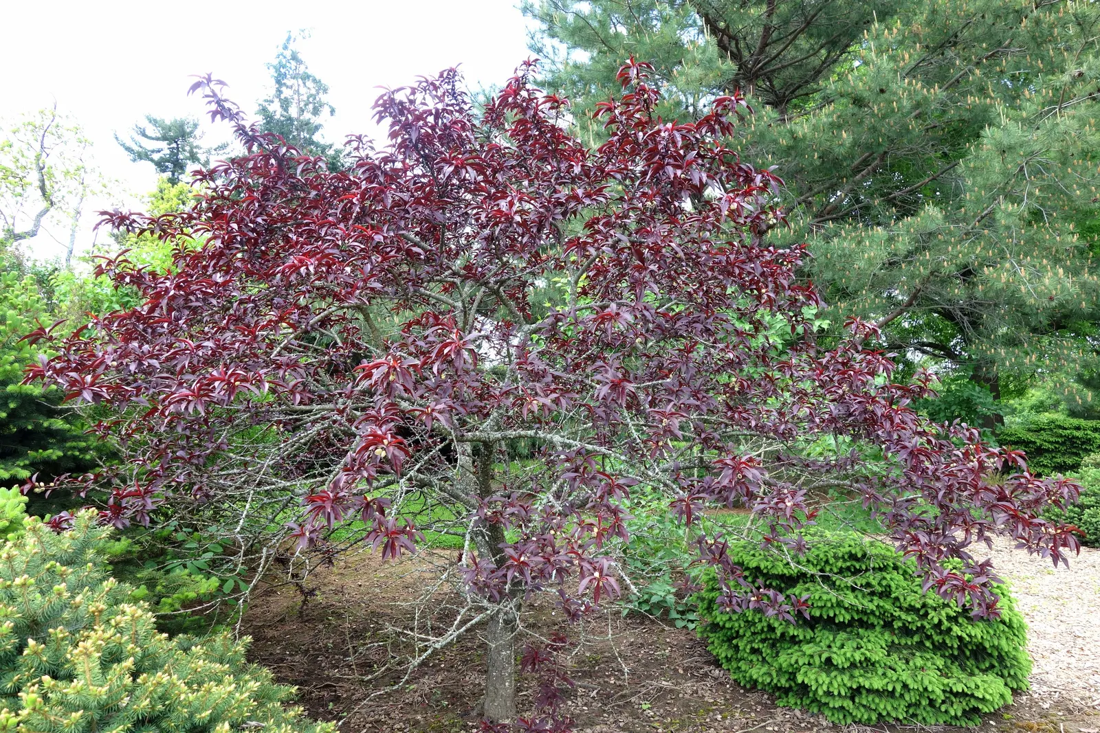 Edible Peach (Prunus Persica) — but typically 1 inch of water per week is recommended; it thrives in full sun and well-drained soil within USDA, image 98
