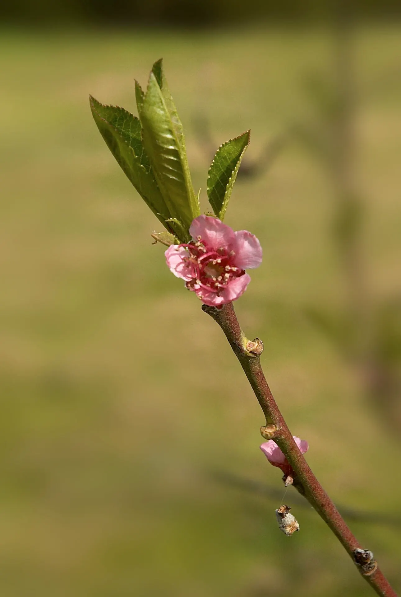 Edible Peach (Prunus Persica) — with lengths of 3 to 6 inches and a width of about 1 inch; with each velvety blossom measuring approximately one, image 115