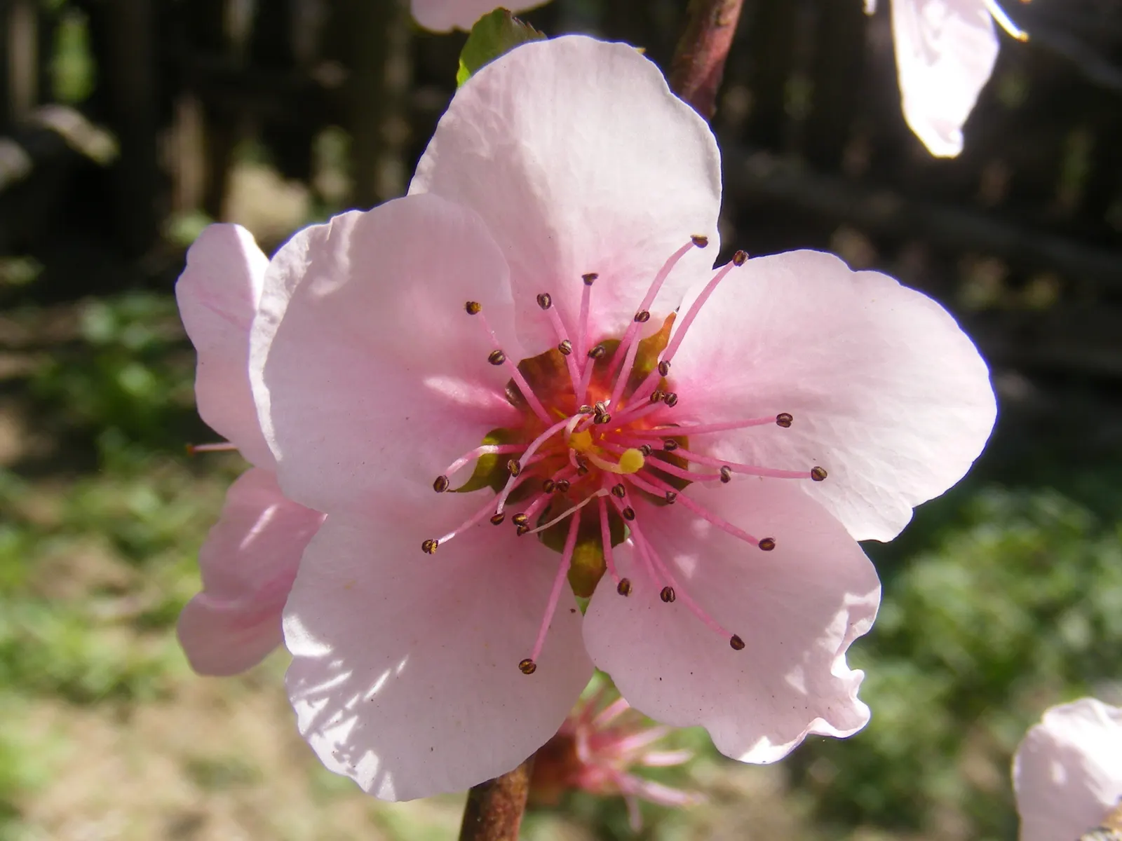 Edible Peach (Prunus Persica) — with each velvety blossom measuring approximately one inch in diameter; commonly known as the Peach Tree, image 88