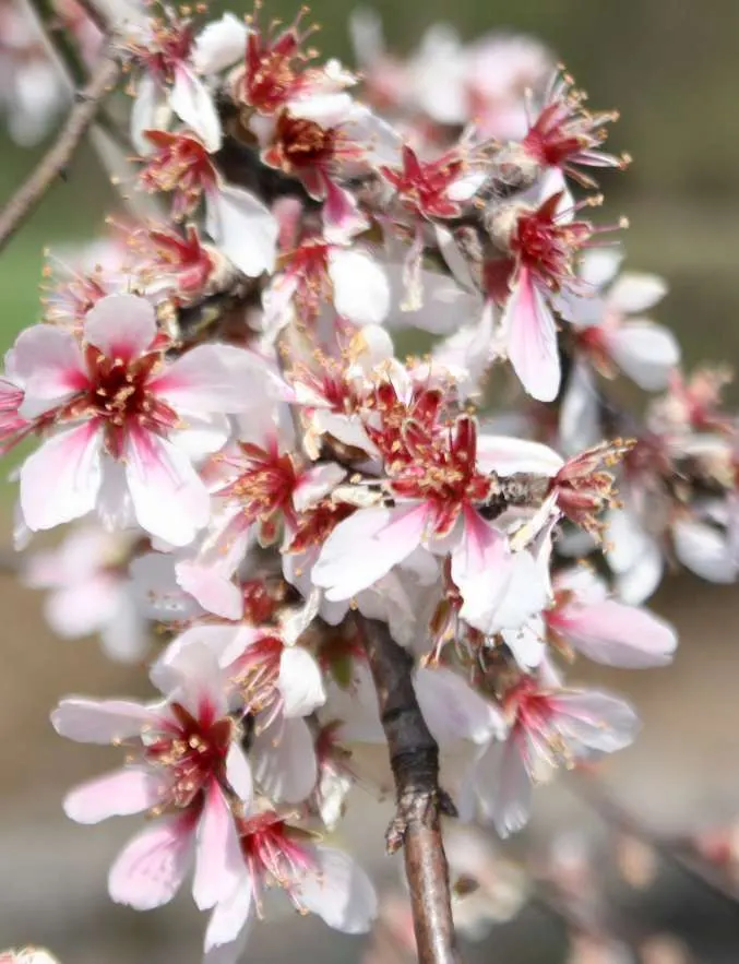 Edible Peach (Prunus Persica) — is a deciduous species famed for its delightful spring blossoms and succulent summer fruits; this tree typically, image 104