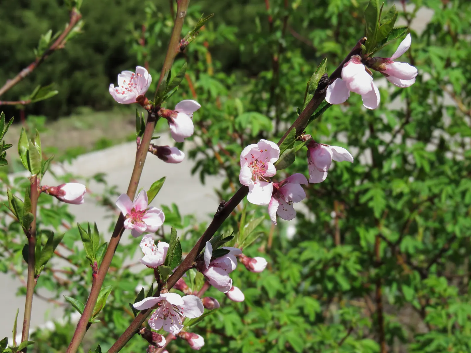 Edible Peach (Prunus Persica) — depending on the cultivar; which reach maturity in late summer to early fall, image 125
