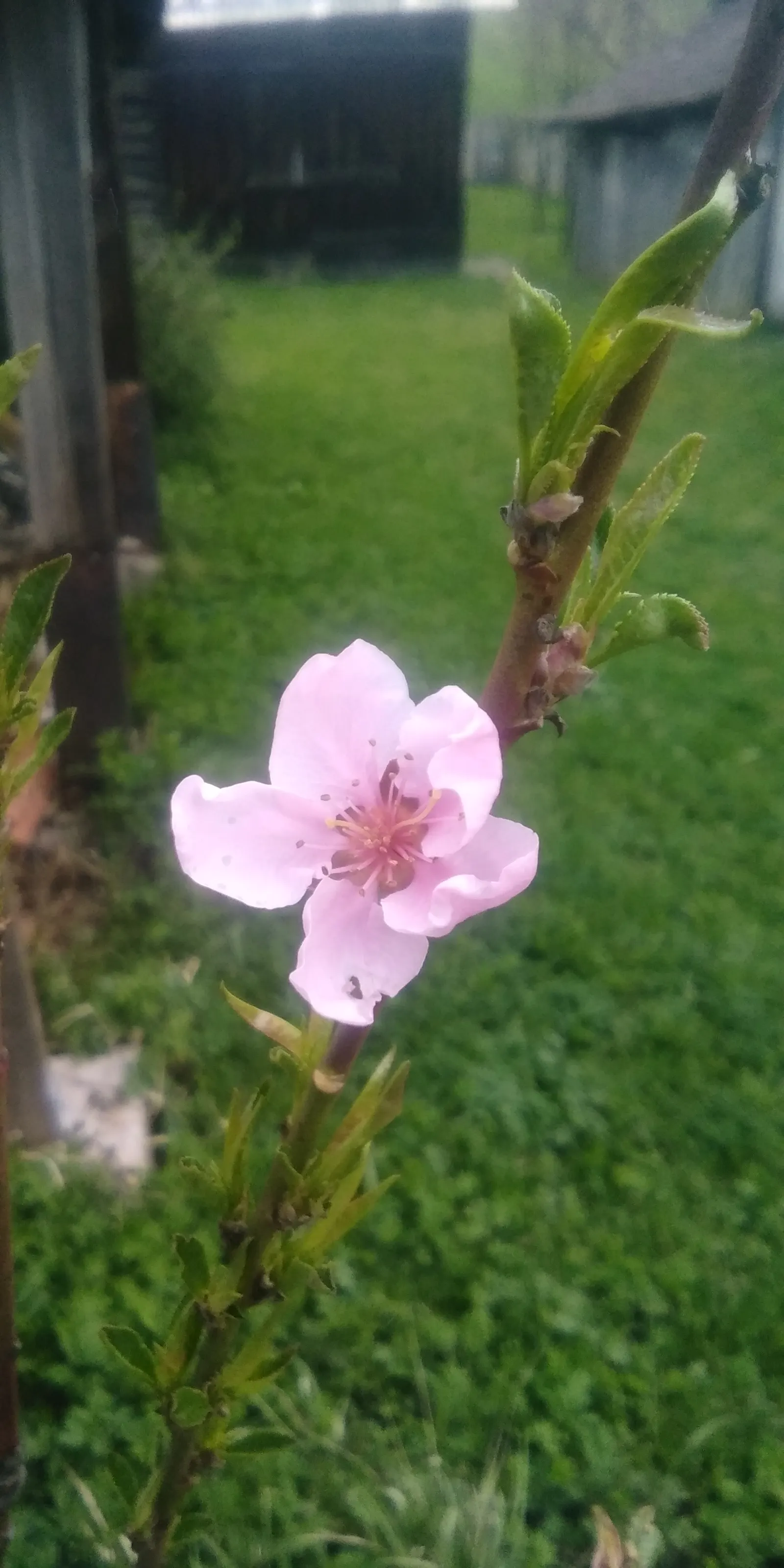 Edible Peach (Prunus Persica) — appealing to both the aesthetic and practical desires of any homeowner or garden enthusiast; native to China but, image 99