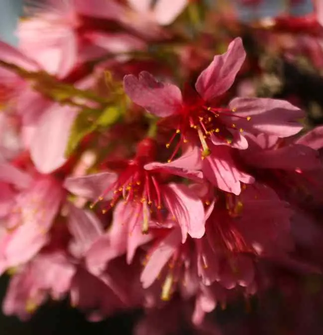 Edible Peach (Prunus Persica) — It thrives in full sun and well-drained soil within USDA zones 5-9; with a pH range of 6 to 7 for optimal, image 105