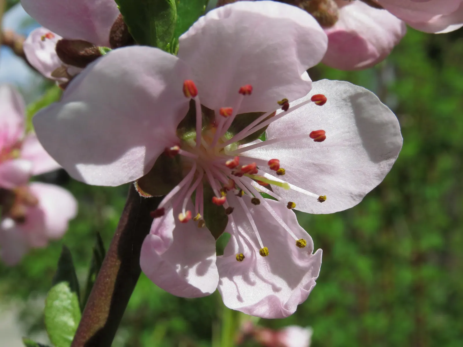 Edible Peach (Prunus Persica) — which reach maturity in late summer to early fall; the tree demands a sunny position, image 124
