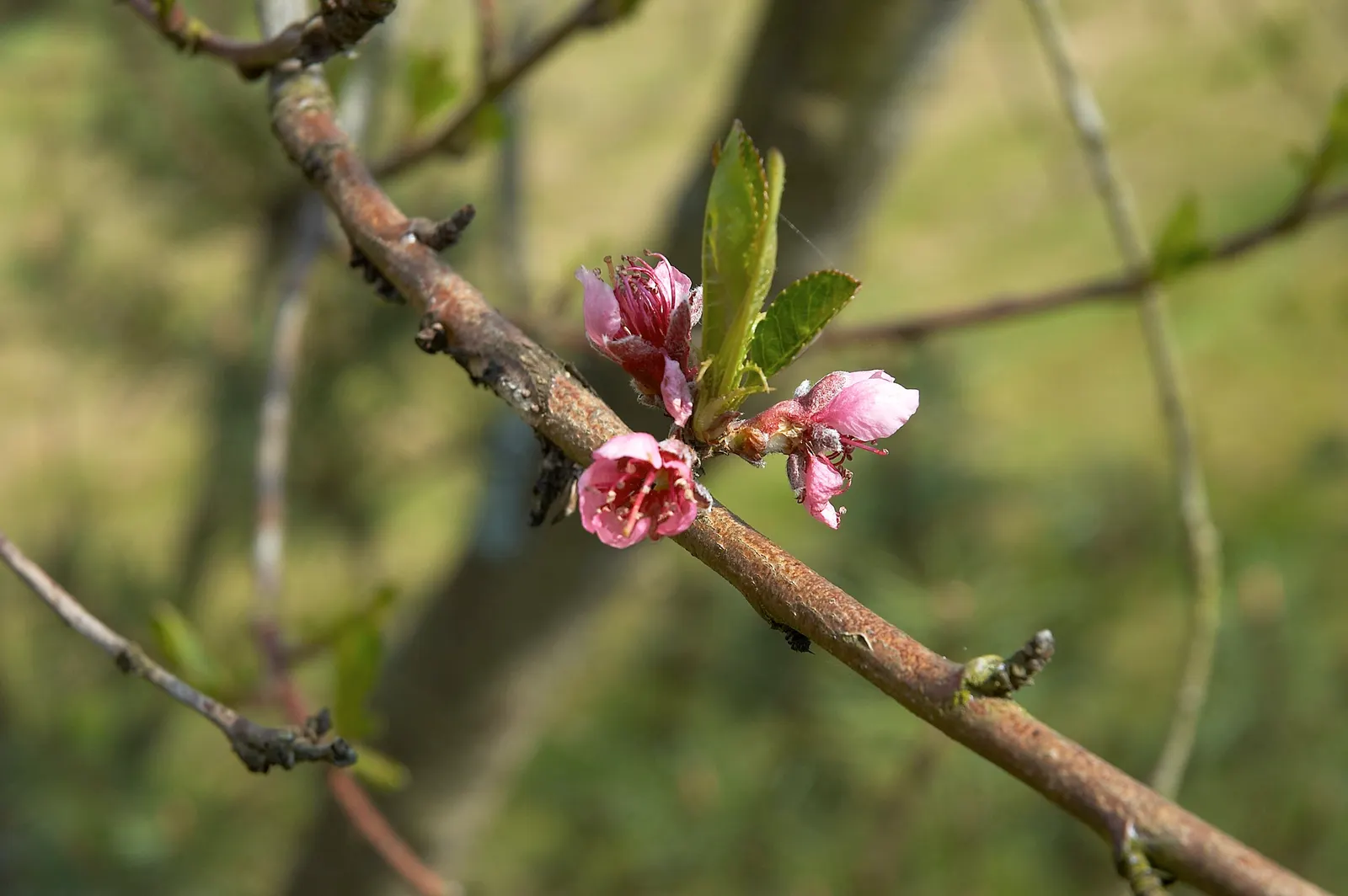 Edible Peach (Prunus Persica) — this tree typically reaches 15 to 25 feet in height and broadens to a canopy spread of similar dimensions, image 113