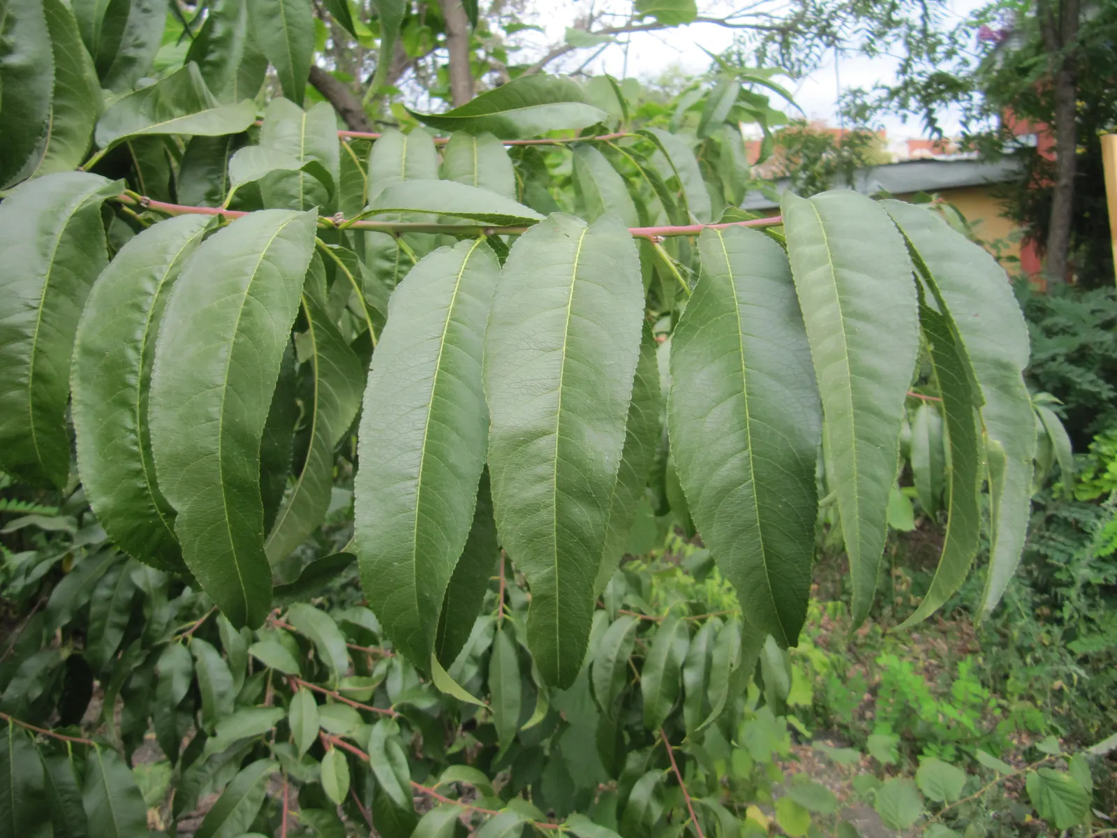 Edible Peach (Prunus Persica) — pink flowers in the garden; it also requires well-drained, image 100