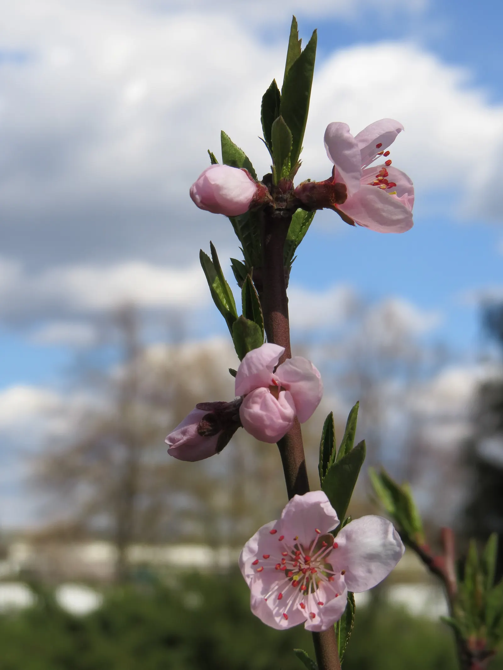 Edible Peach (Prunus Persica) — unfolding in a vibrant green that transitions to a rich; including annual pruning for shape, image 116