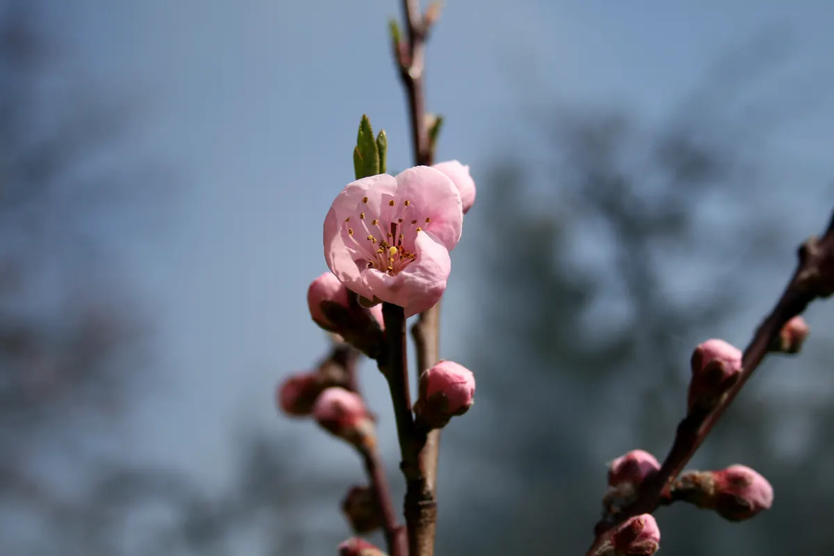 Edible Peach (Prunus Persica) — commonly known as the Edible Peach; the peach tree boasts an array of pink to white flowers, image 110