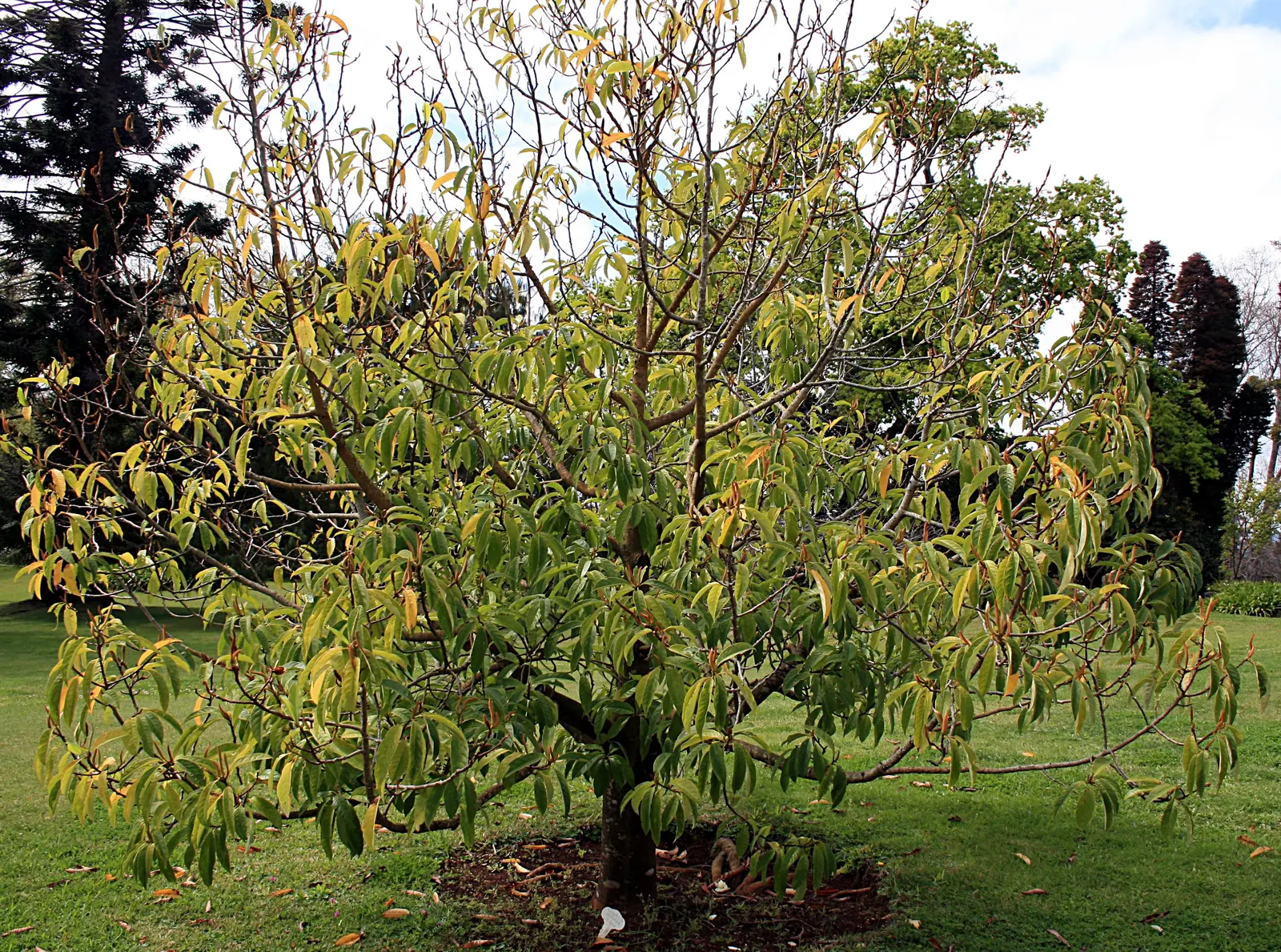 Sweet Michelia (Michelia Doltsopa) — some afternoon shade is beneficial to prevent leaf scorch; with a preference for a slightly acidic to neutral pH