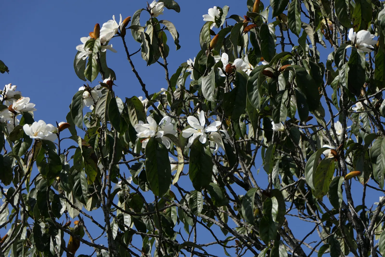 Sweet Michelia (Michelia Doltsopa) — emphasize the Sweet Michelia's role as an architectural anchor in the garden