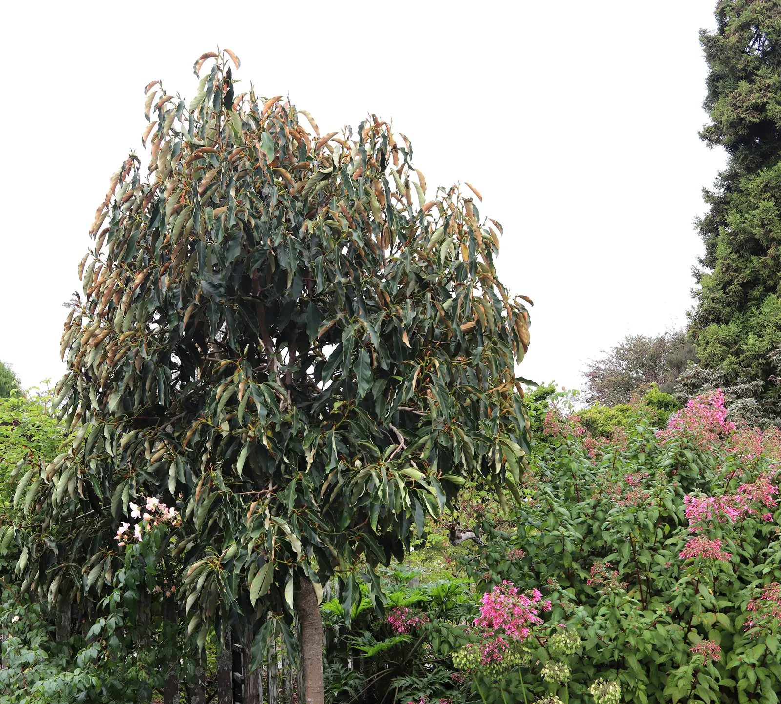 Sweet Michelia (Michelia Doltsopa) — though some specimens may grow taller under optimal conditions.<br><br>This tree is cherished for its lush