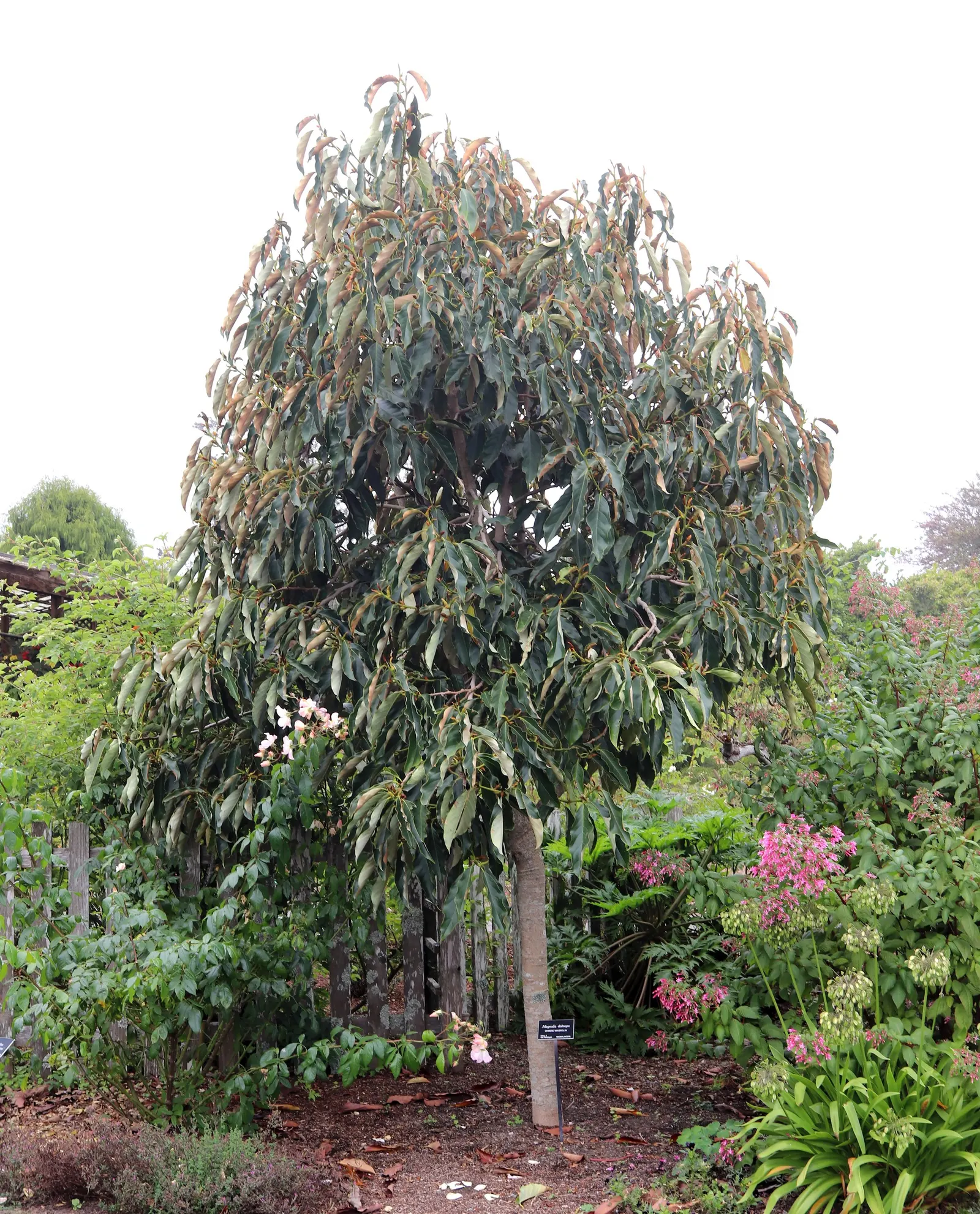 Sweet Michelia (Michelia Doltsopa) — with a preference for a slightly acidic to neutral pH; this breathtaking specimen is sure to be a focal point and a