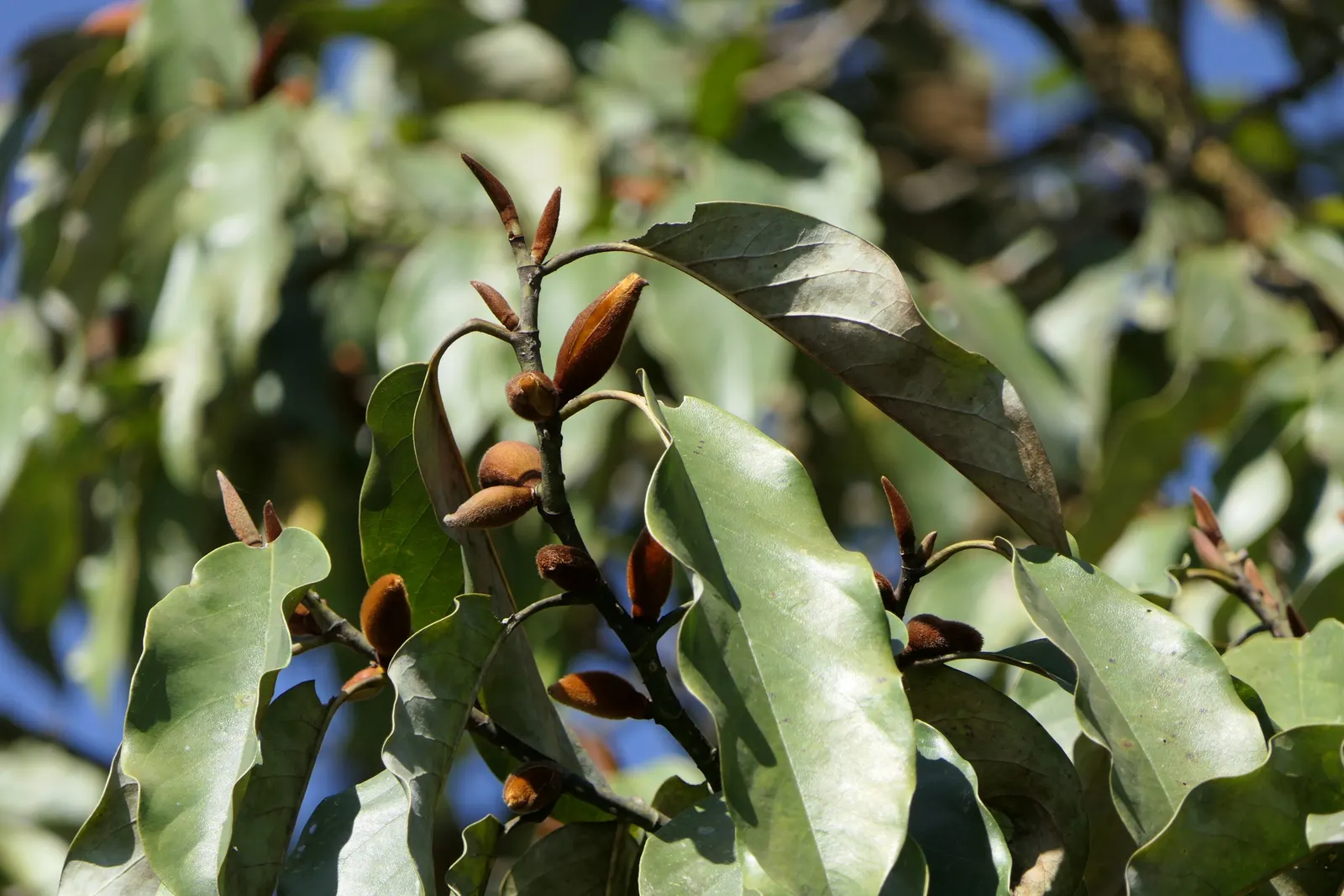 Sweet Michelia (Michelia Doltsopa) — Providing year-long attraction, its glossy leaves and blossoms make an excellent focal point in any design; valued for its