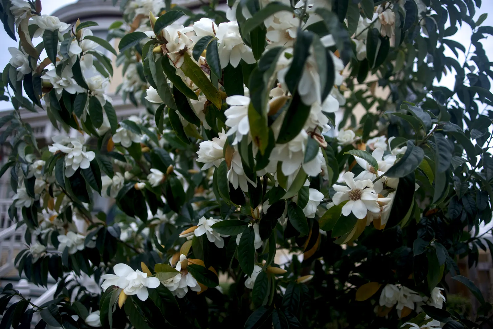 Sweet Michelia (Michelia Doltsopa) — It can attain a majestic stature; tree for full or half