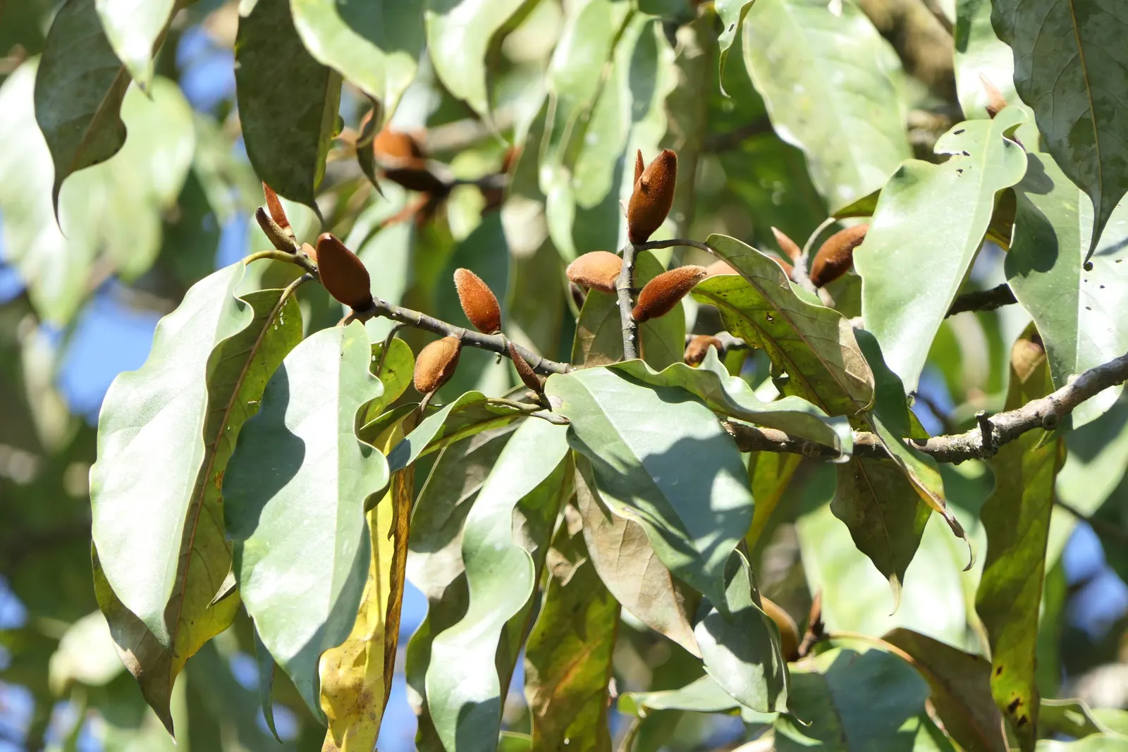 Sweet Michelia (Michelia Doltsopa) — Sweet Michelia is particularly renowned for its fragrant; green and white flowers in the garden