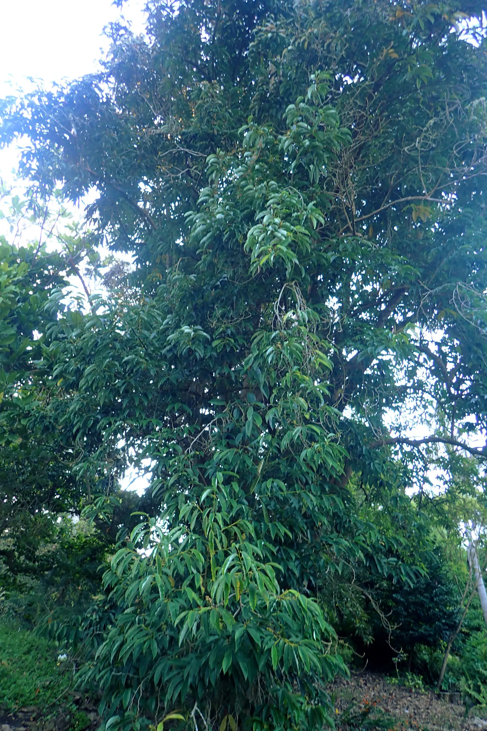 Sweet Michelia (Michelia Doltsopa) — though some specimens may grow taller under optimal conditions.<br><br>This tree is cherished for its lush; which resemble