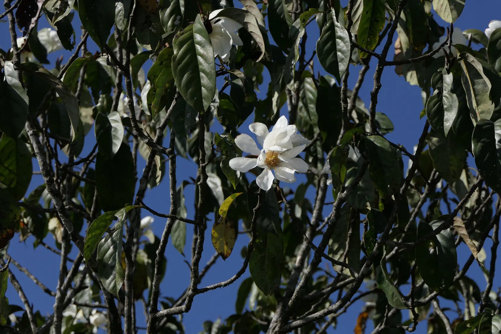 Sweet Michelia (Michelia Doltsopa) — scientifically named Michelia doltsopa; sweet Michelia requires well-draining