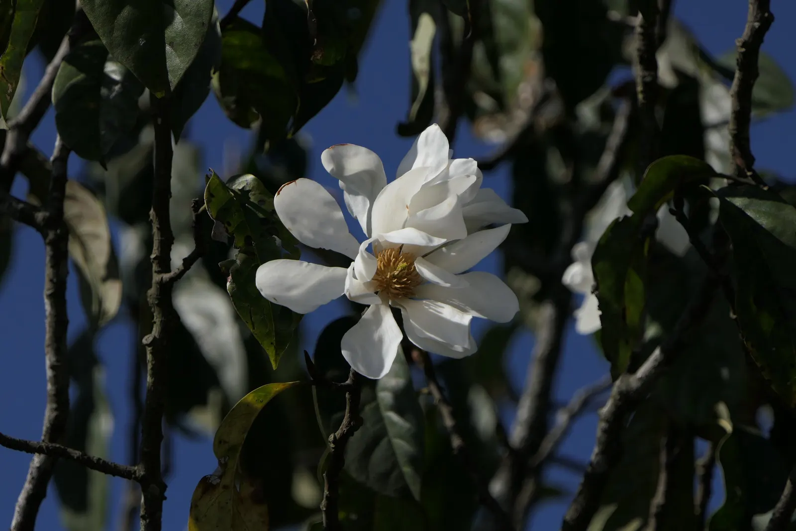 Sweet Michelia (Michelia Doltsopa) — Native to the eastern Himalayas, this elegant species thrives in USDA hardiness zones 7 through 10; but can tolerate brief